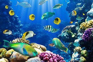 魚圖片大全大圖真實
