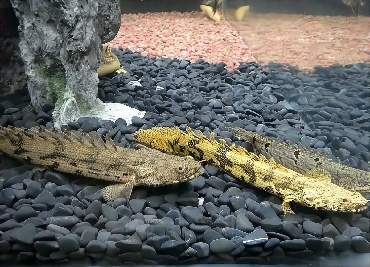 虎斑恐龍魚戰斗力