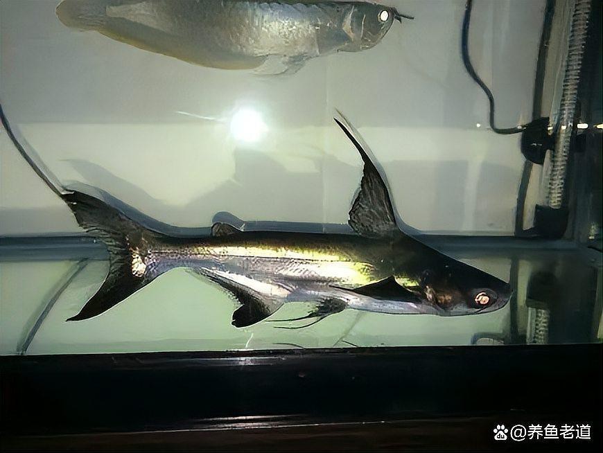 如何搭配其他魚種與龍魚混養(yǎng)？