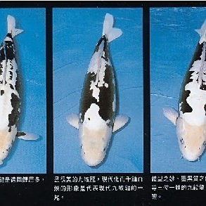福龍魚和錦鯉的區別