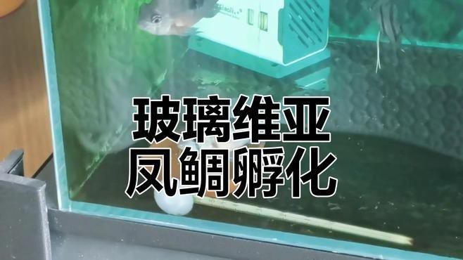 非洲鳳凰魚(yú)的繁殖視頻 非洲鳳凰魚(yú)的繁殖視頻 龍魚(yú)論壇 第1張