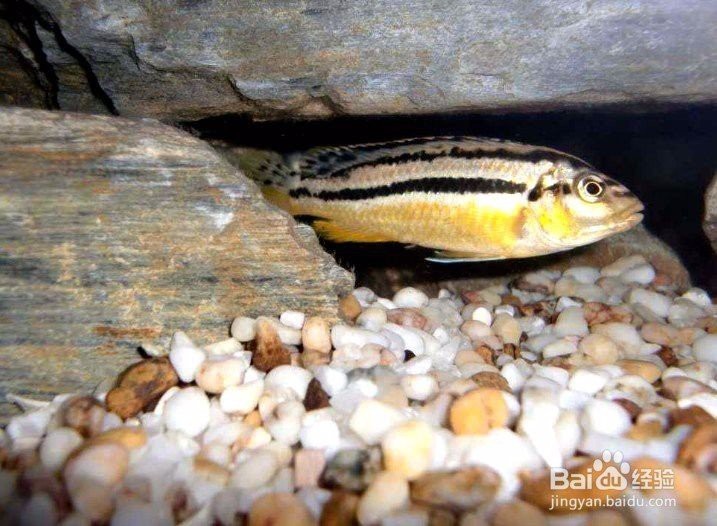 非洲鳳凰魚(yú)的繁殖視頻 非洲鳳凰魚(yú)的繁殖視頻 龍魚(yú)論壇 第2張