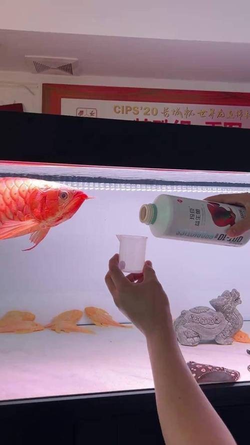 龍魚厭食期間應(yīng)該喂什么食物？