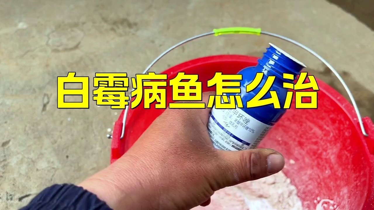 如何預防銀龍魚眼睛白膜的傳染？
