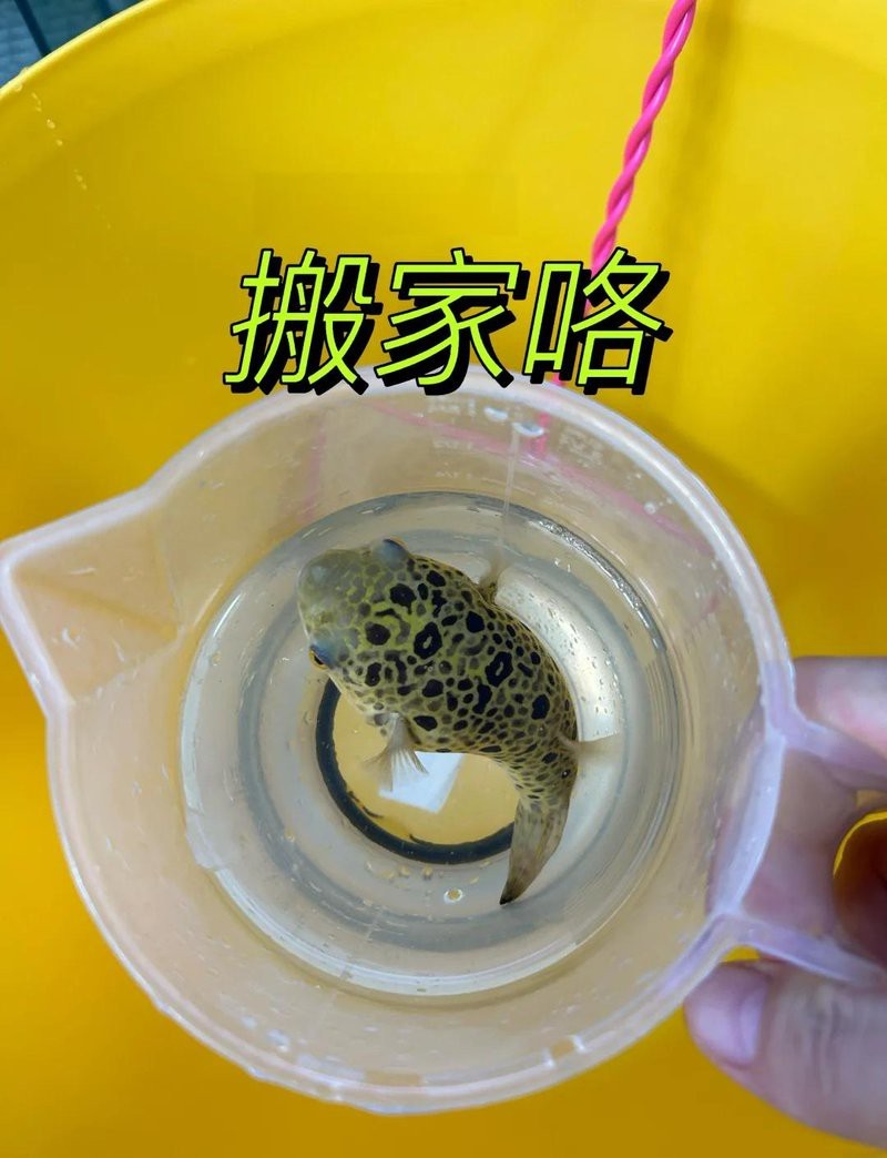 潛水艇好還是河豚好