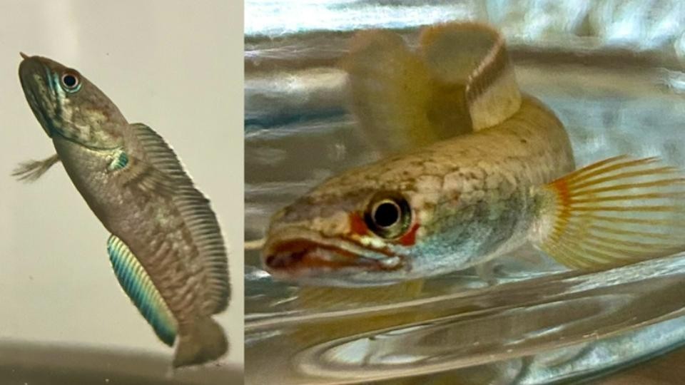 雷龍魚混養的最佳搭配是什么