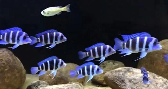 薩伊藍(lán)魚缸適合養(yǎng)幾條