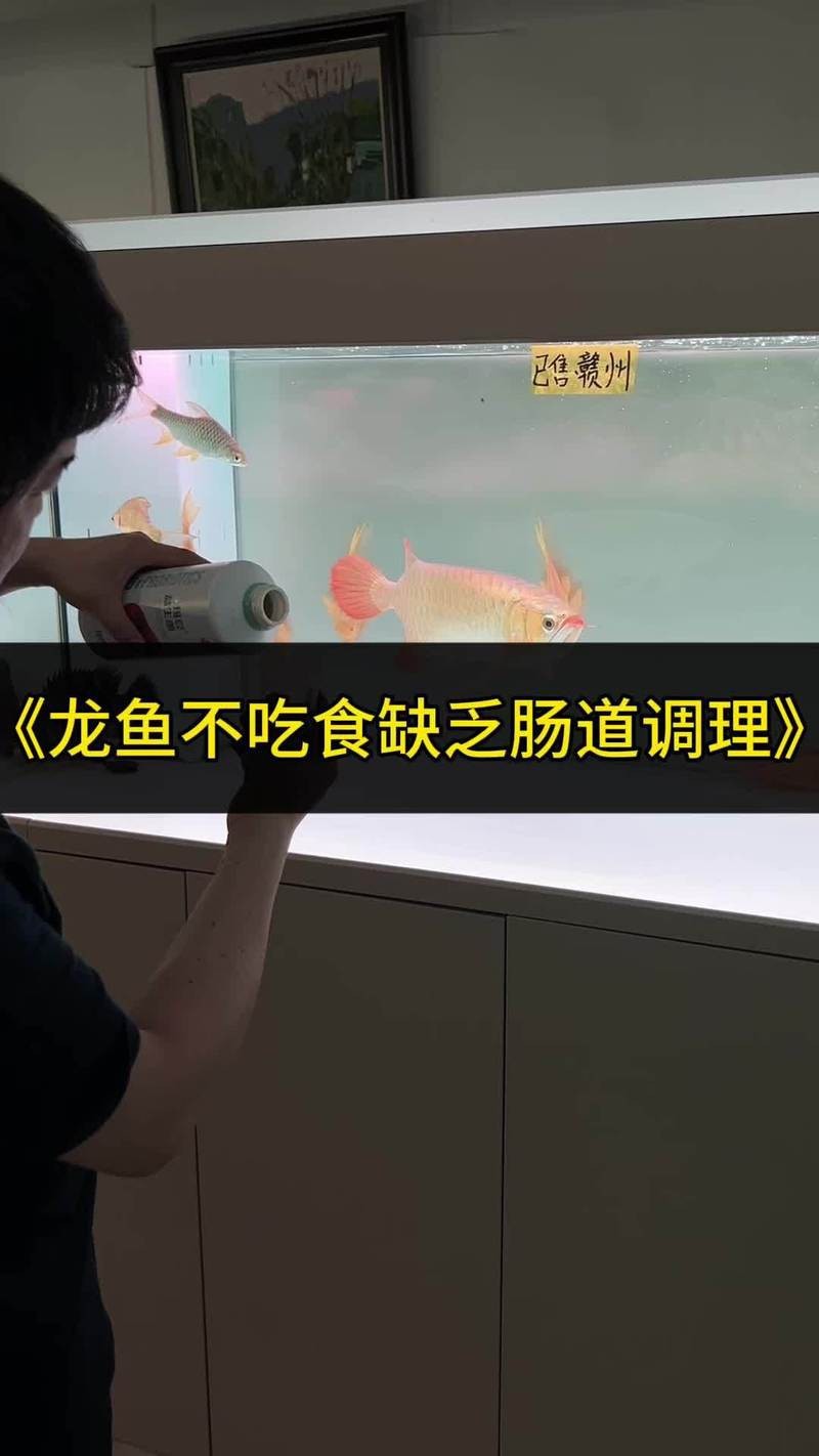 天氣熱龍魚不吃東西