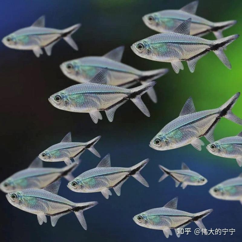粉紅大勾魚