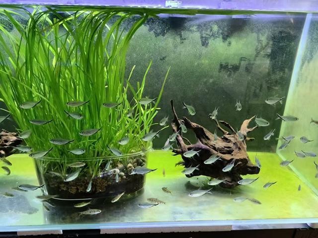 粉紅大勾魚