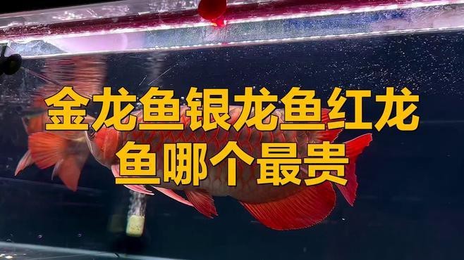 金龍魚為什么比銀龍魚貴