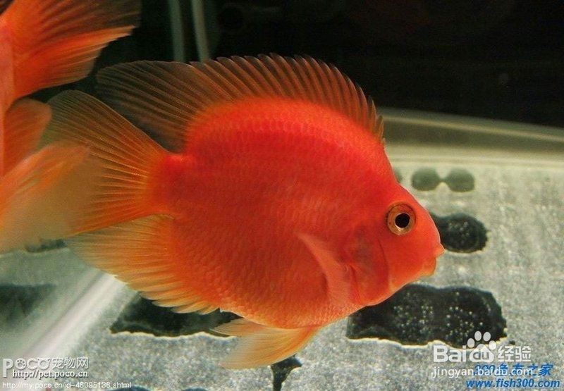 紅黃元寶鸚鵡魚最簡(jiǎn)單三個(gè)顏色