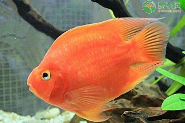 紅黃元寶鸚鵡魚最簡(jiǎn)單三個(gè)顏色