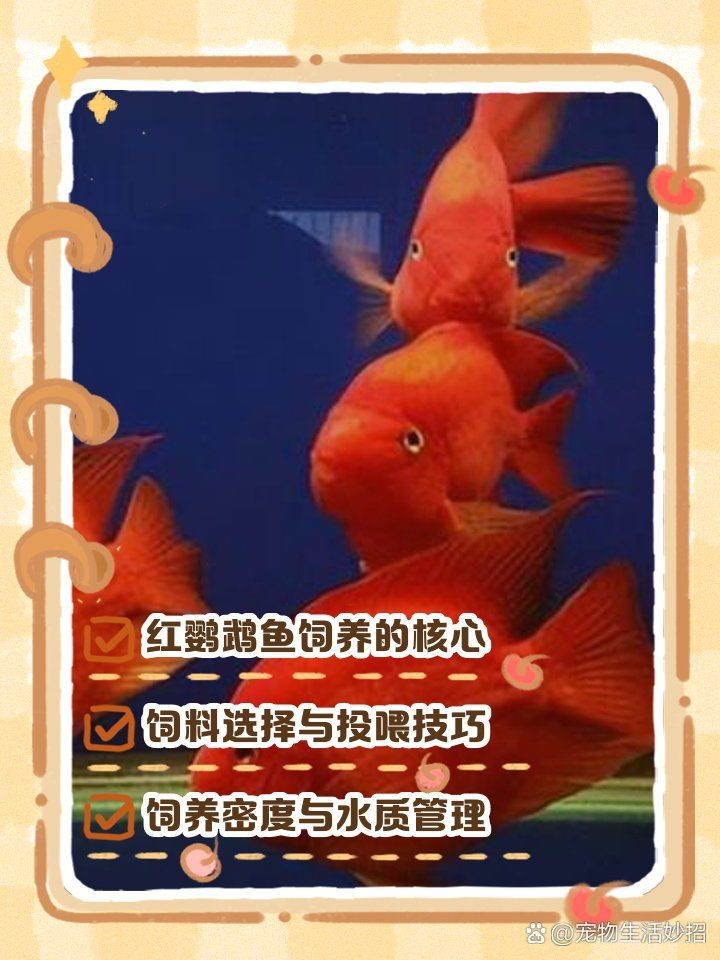 紅黃元寶鸚鵡魚最簡(jiǎn)單三個(gè)顏色
