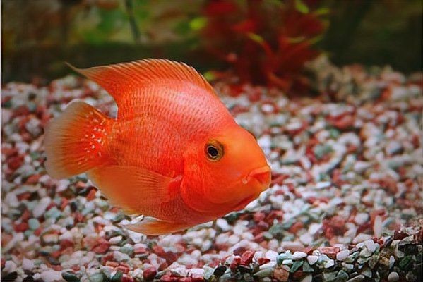 紅黃元寶鸚鵡魚最簡(jiǎn)單三個(gè)顏色