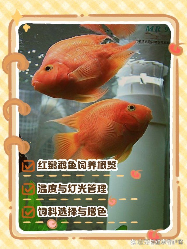 紅黃元寶鸚鵡魚最簡(jiǎn)單三個(gè)顏色