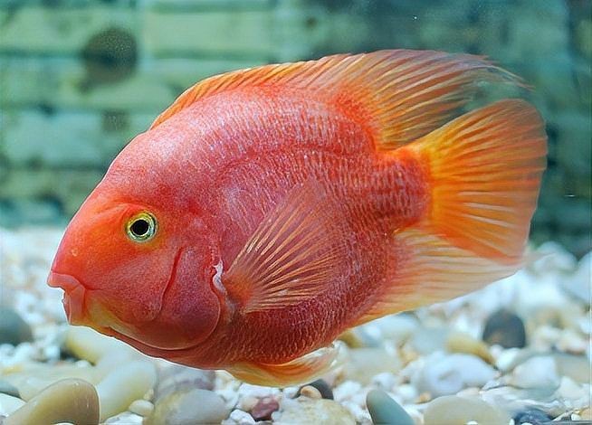 紅黃元寶鸚鵡魚最簡(jiǎn)單三個(gè)顏色