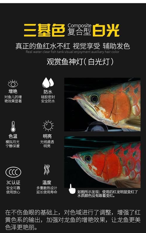 紅龍魚黃燈和白燈區別是什么圖片