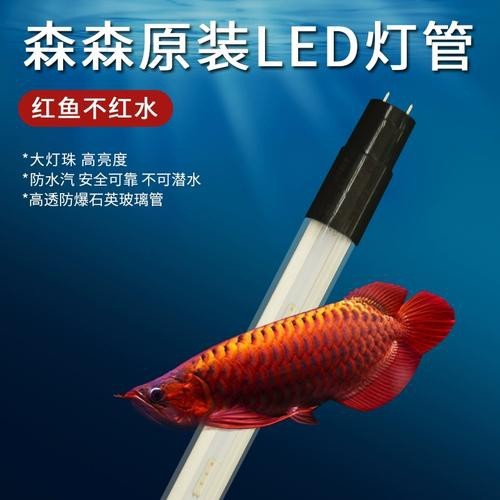 紅龍魚黃燈和白燈區別是什么圖片