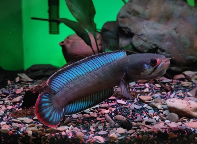 哪種雷龍魚最兇猛圖片