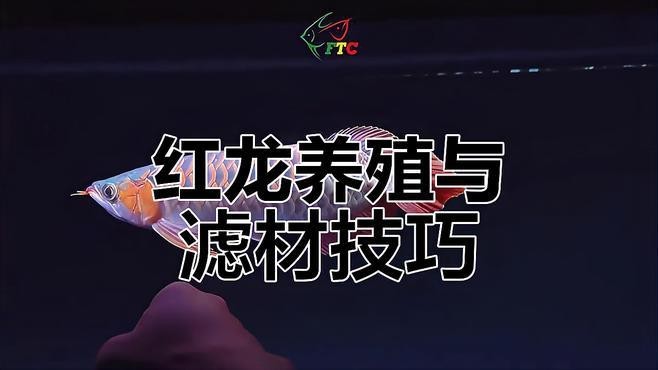印尼紅龍魚怎么養(yǎng)才紅色的魚