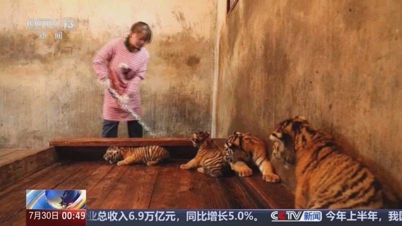 虎苗5號今日新聞聯播