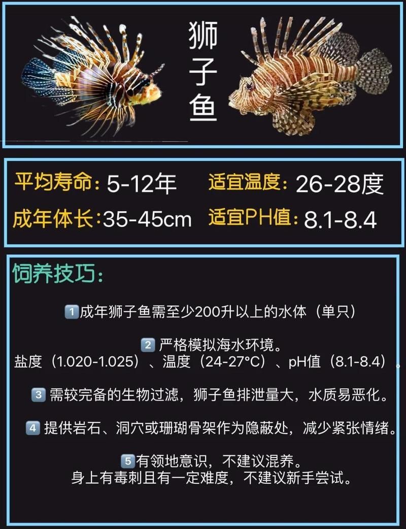 紅頭獅子魚