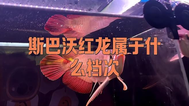 紅龍福龍魚屬于什么檔次