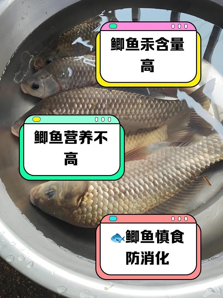 檸檬鯽魚為何要盡量少吃
