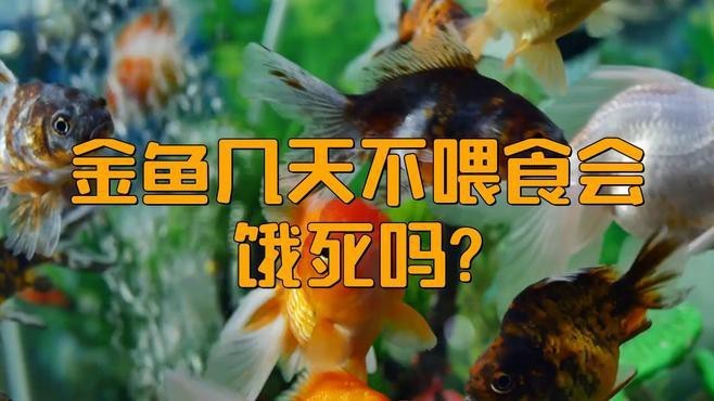 金龍魚長(zhǎng)期不吃東西會(huì)死嗎？