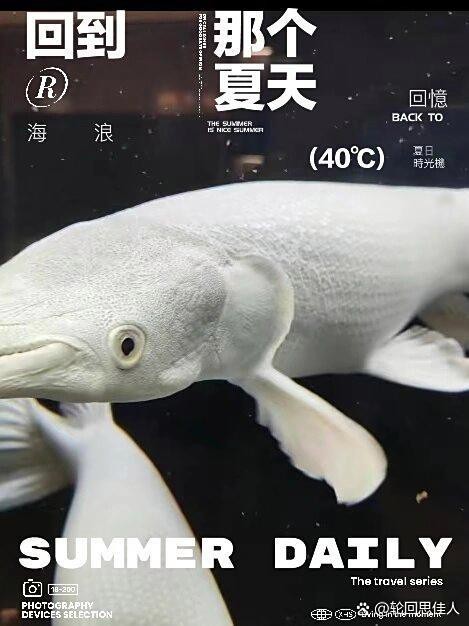 鱷雀鱔為什么會變白