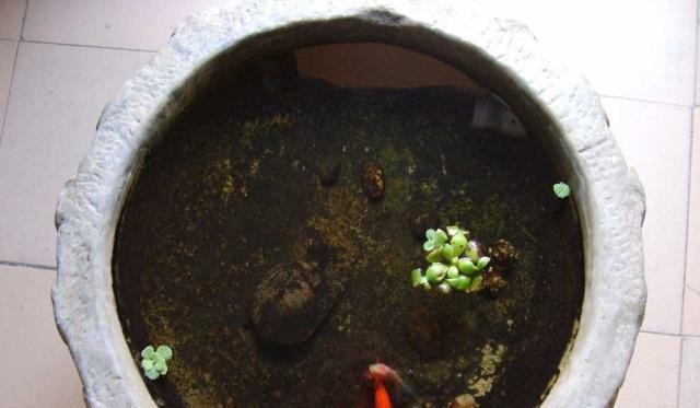 水鴉魚缸和九鼎哪個好