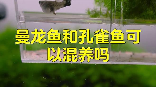 曼龍魚可以和孔雀魚混養 曼龍魚可以和孔雀魚混養 龍魚百科 第1張