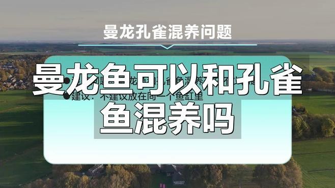 曼龍魚可以和孔雀魚混養 曼龍魚可以和孔雀魚混養 龍魚百科 第2張