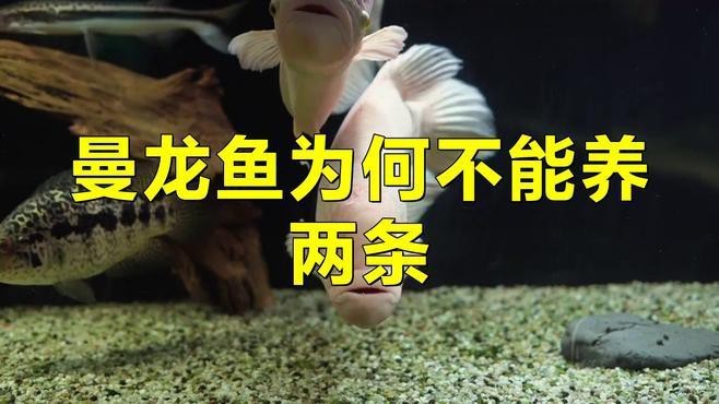 曼龍魚可以和孔雀魚混養 曼龍魚可以和孔雀魚混養 龍魚百科 第4張