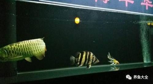 虎魚吃什么長得快