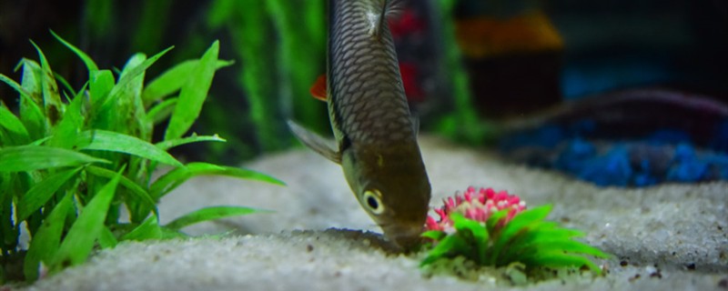 魚缸里有黑色蠕動蟲子怎么辦怎么給魚缸除蟲