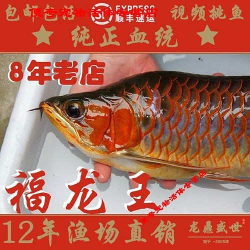 紅龍魚圖片大全欣賞圖