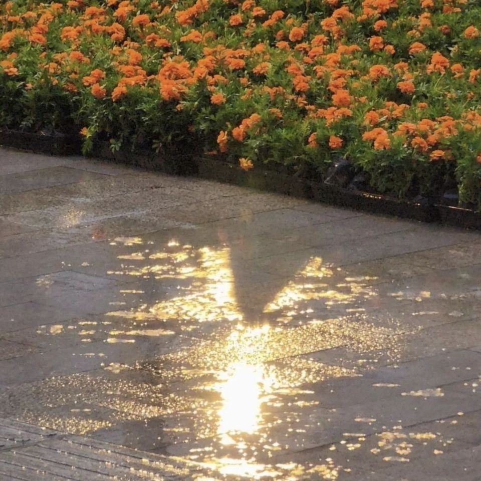 紅頭利魚是什么檔次