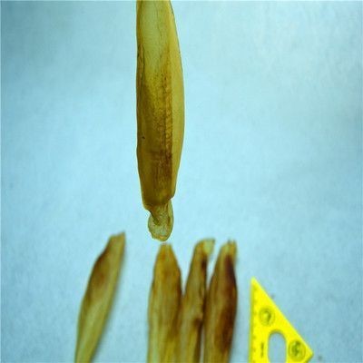 金龍魚銀龍魚哪個最貴一點(什么金龍魚最便宜)