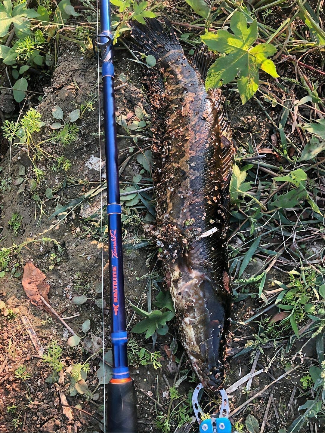 雷龍魚和黑魚哪個更常見
