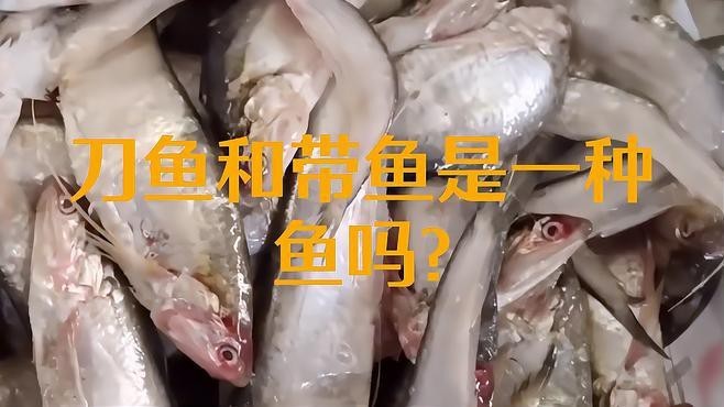 帶魚和刀魚的區別是什么