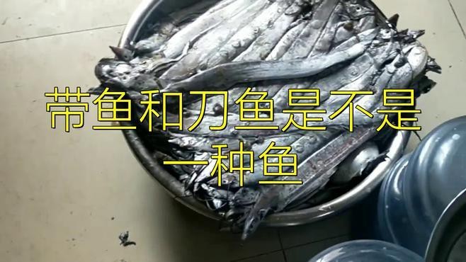 帶魚和刀魚的區別是什么
