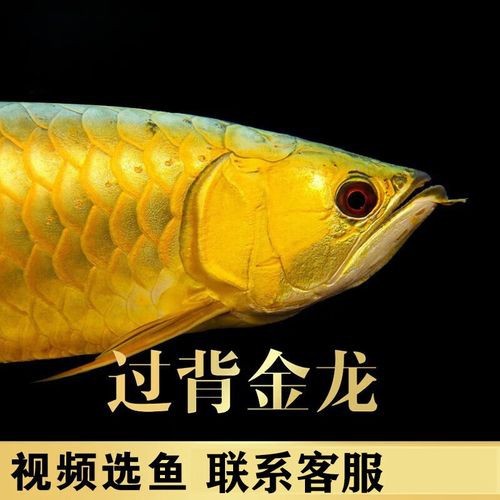 給我一些金頭過背金龍魚20公分的圖片