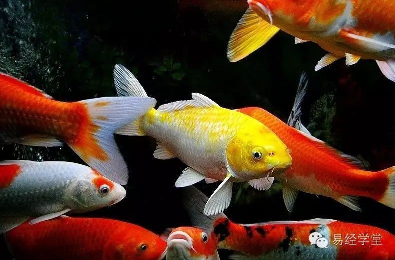 魚躍龍門朝向正確方法