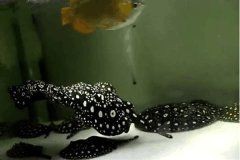 魟魚配魚