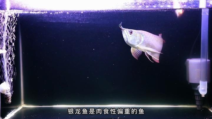 銀龍魚吃什么長得肥壯快