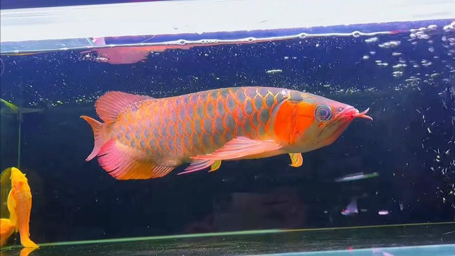 最晚發(fā)色的紅龍圖片