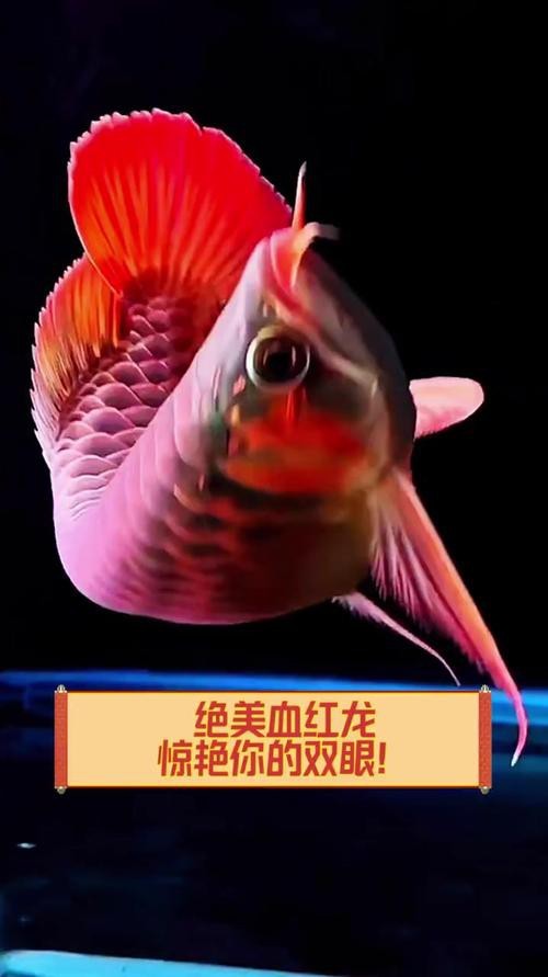最晚發(fā)色的紅龍圖片