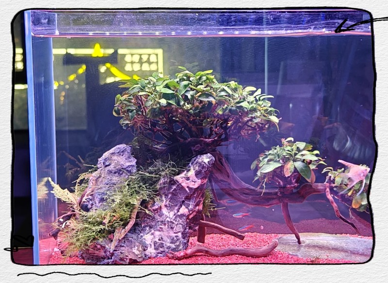 水草燈十大名牌 水草燈十大名牌 龍魚論壇 第2張